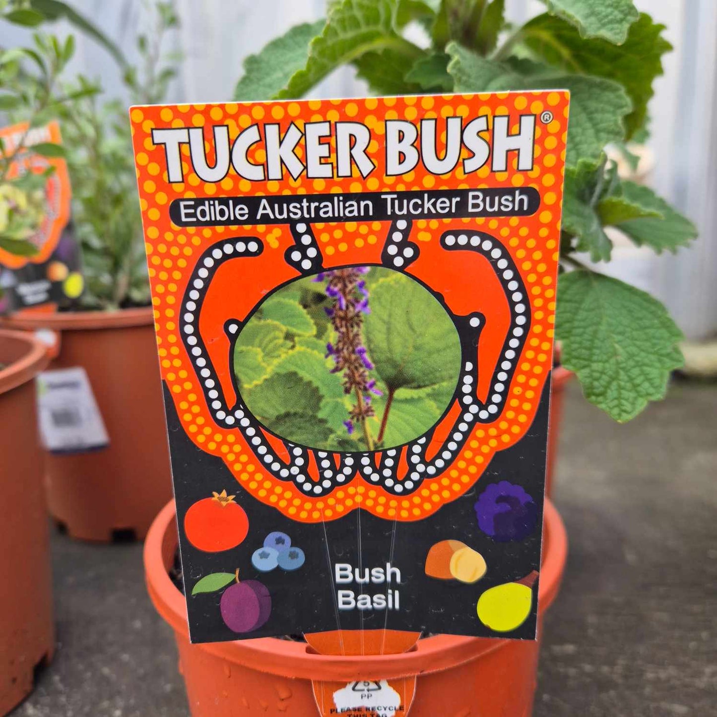 Bush Basil