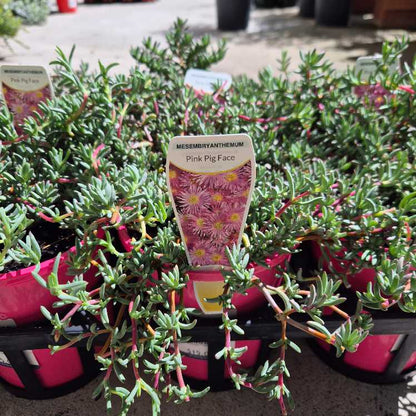 Mesembryanthemum Pink