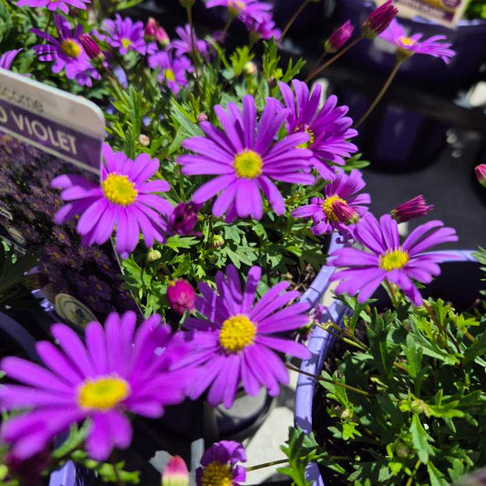 Brachyscome 'Brasco Violet'