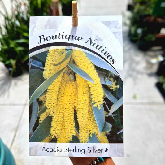 Acacia binervia 'Stirling Silver'