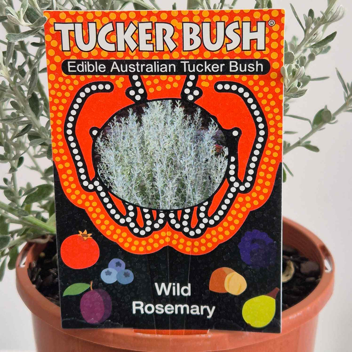 Wild Rosemary