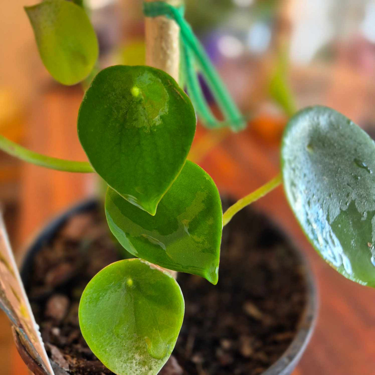 Peperomia polybotrya