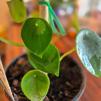 Peperomia polybotrya