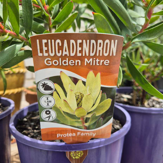 Leucadendron 'Golden Mitre'