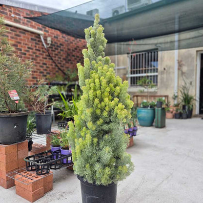 Adenanthos sericea Select