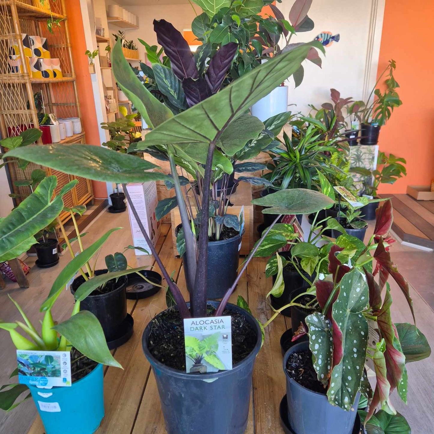 Alocasia Dark Star