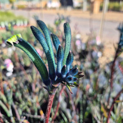 'Celebrations Masquerade' Kangaroo Paw