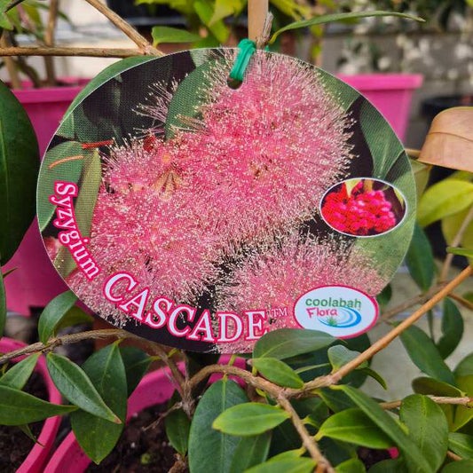 Syzygium Cascade