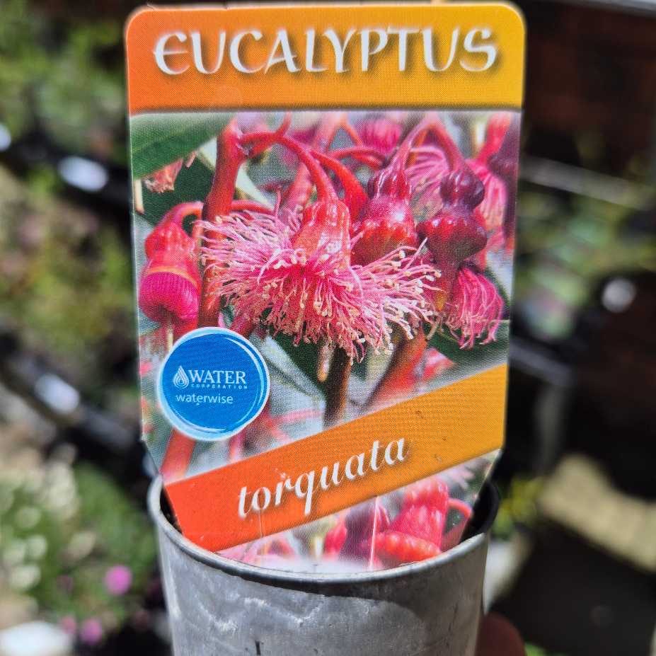 Coral Gum | Eucalyptus torquata