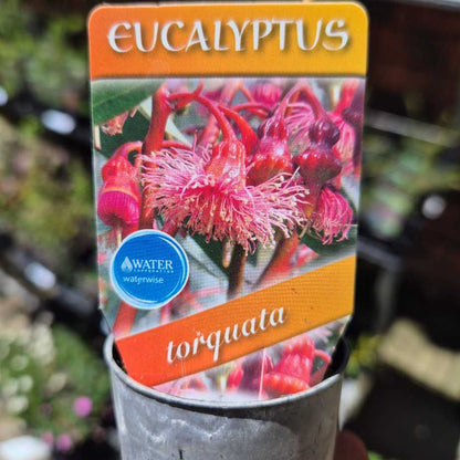 Coral Gum | Eucalyptus torquata