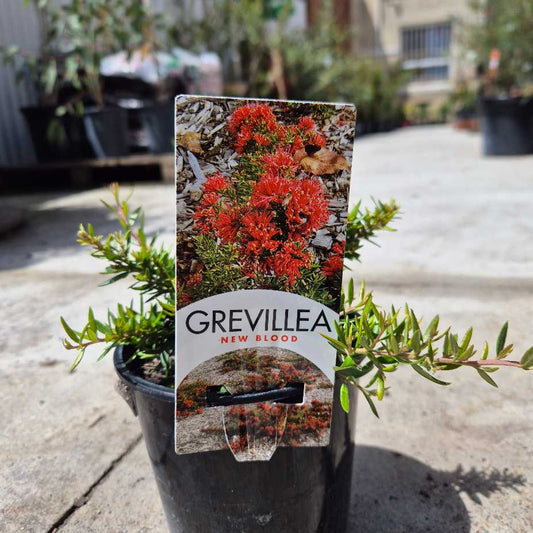 Grevillea 'New Blood'