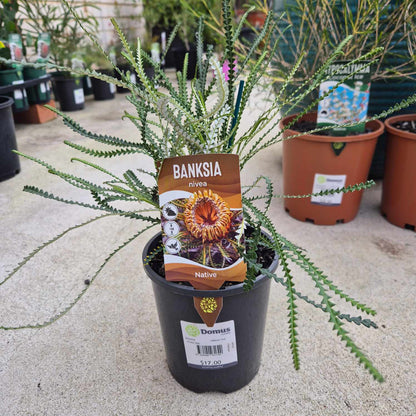 Banksia nivea