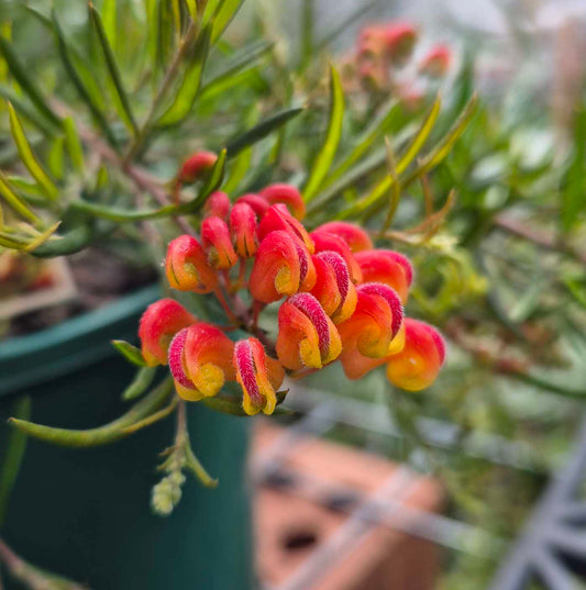 Grevillea 'Crackles'