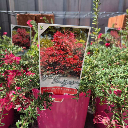 Grevillea 'Winter Delight'