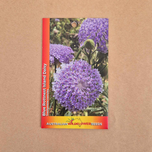 Blue Rottnest Island Daisy Seeds