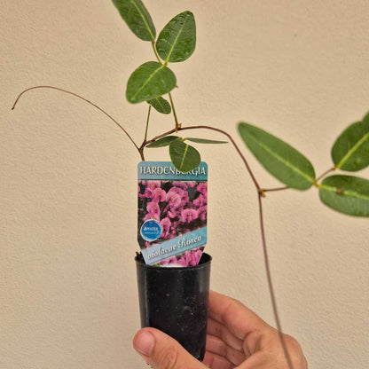 Hardenbergia violacae Rosea