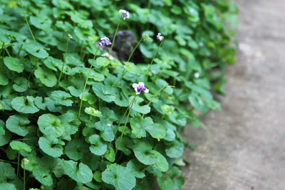 Viola hederacea