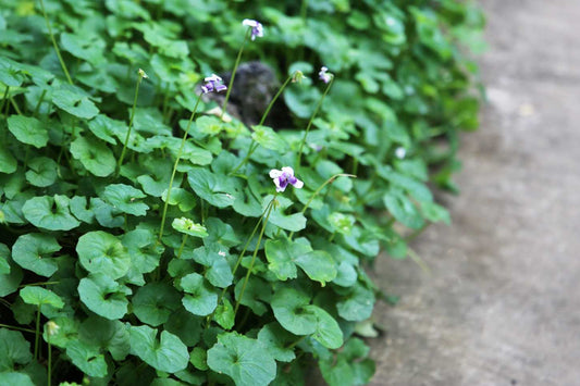 Viola hederacea