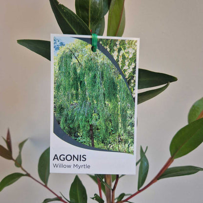 Agonis flexuosa