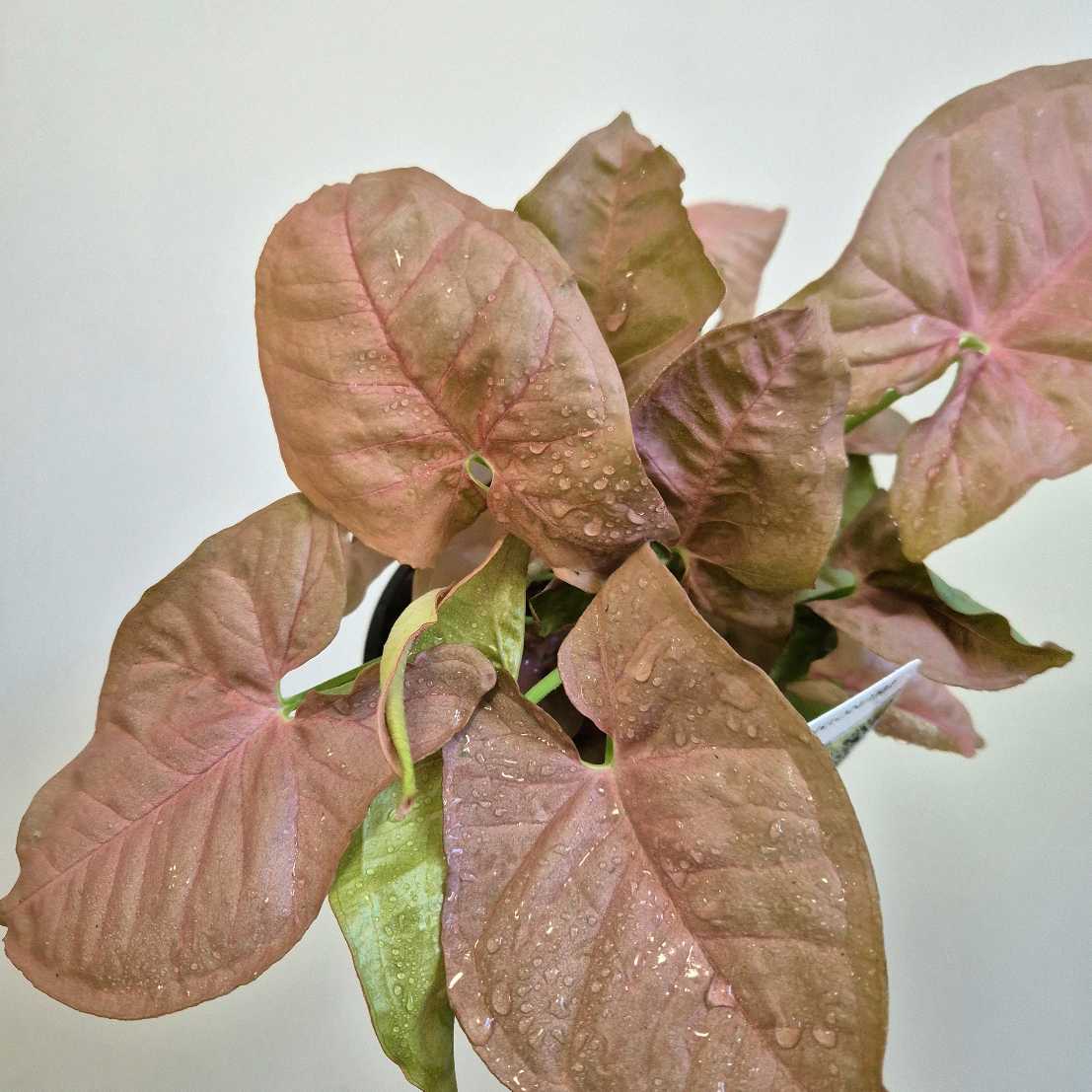 Syngonium 'Neon'