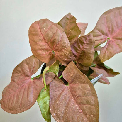 Syngonium 'Neon'