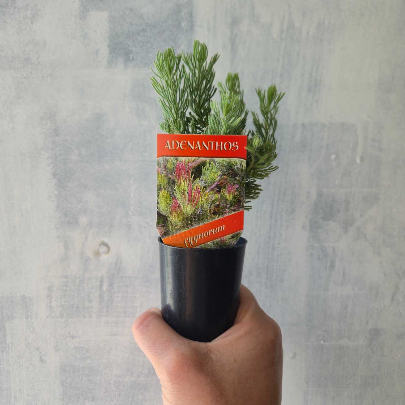 Common Woolly Bush - Adenanthos cygnorum