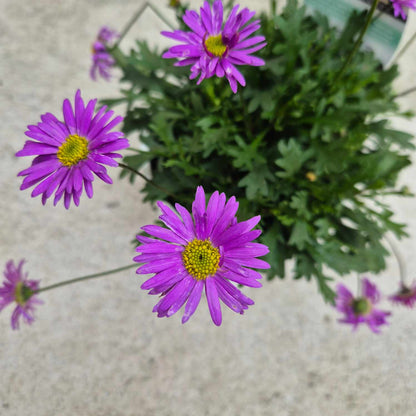 Brachyscome 'Fresco Purple'
