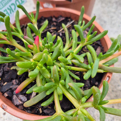 Disphyma 'Round Baby Pigface'
