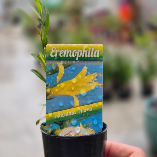 Eremophila maculata Aurea
