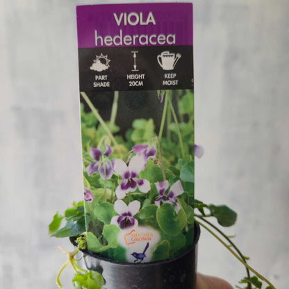 Viola hederacea