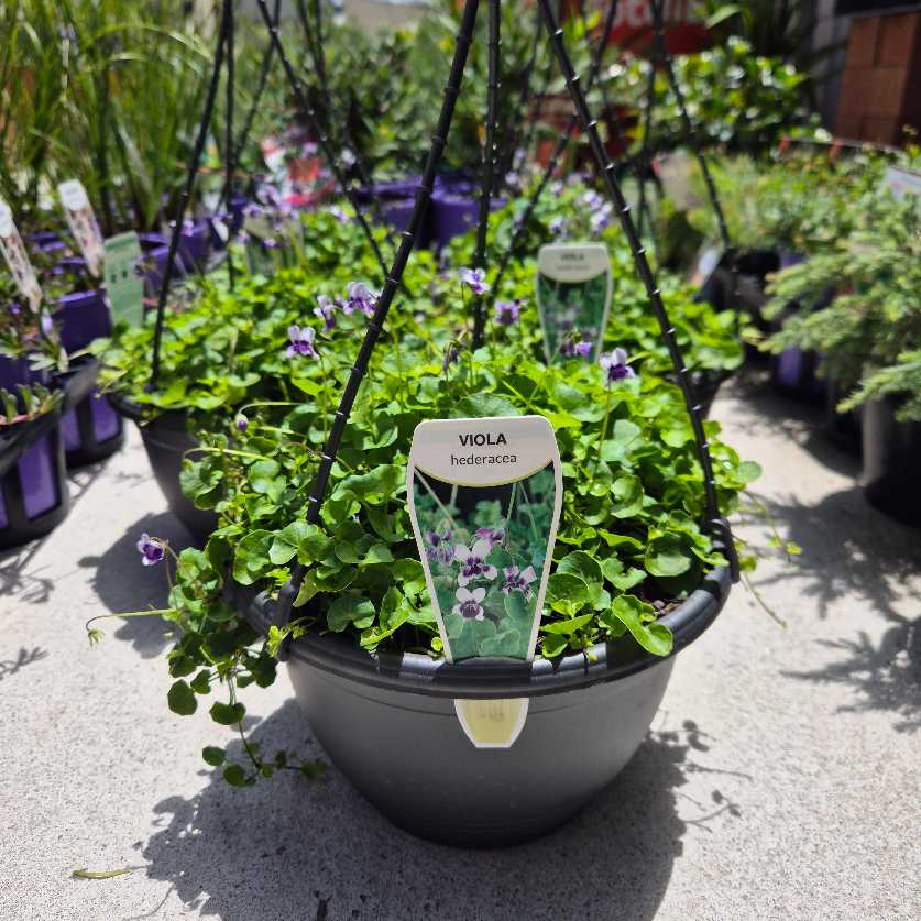 Viola hederacea