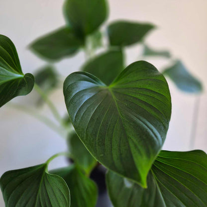 Homalomena Emerald Gem
