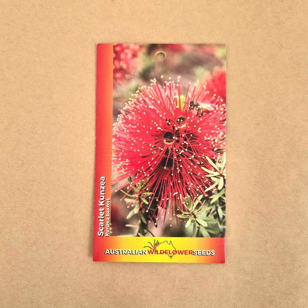 Kunzea baxteri Seeds