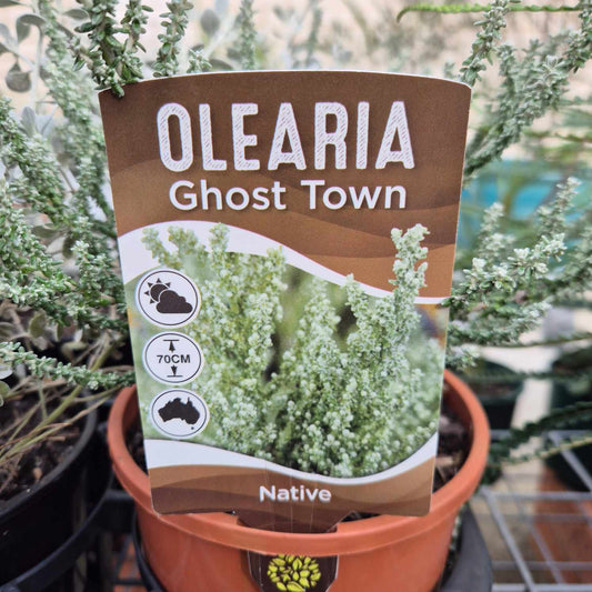 Olearia Ghost Town