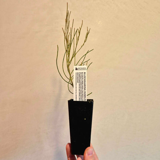 Dwarf Sheoak - Allocasuarina humilis