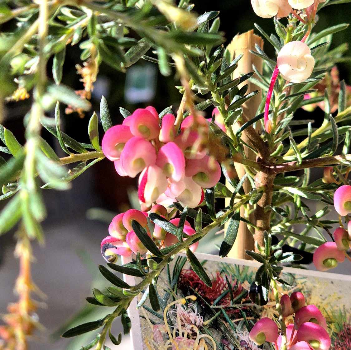 Grevillea 'Emma Charlotte'