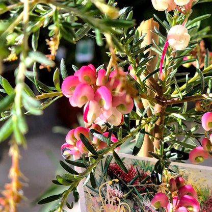 Grevillea 'Emma Charlotte'