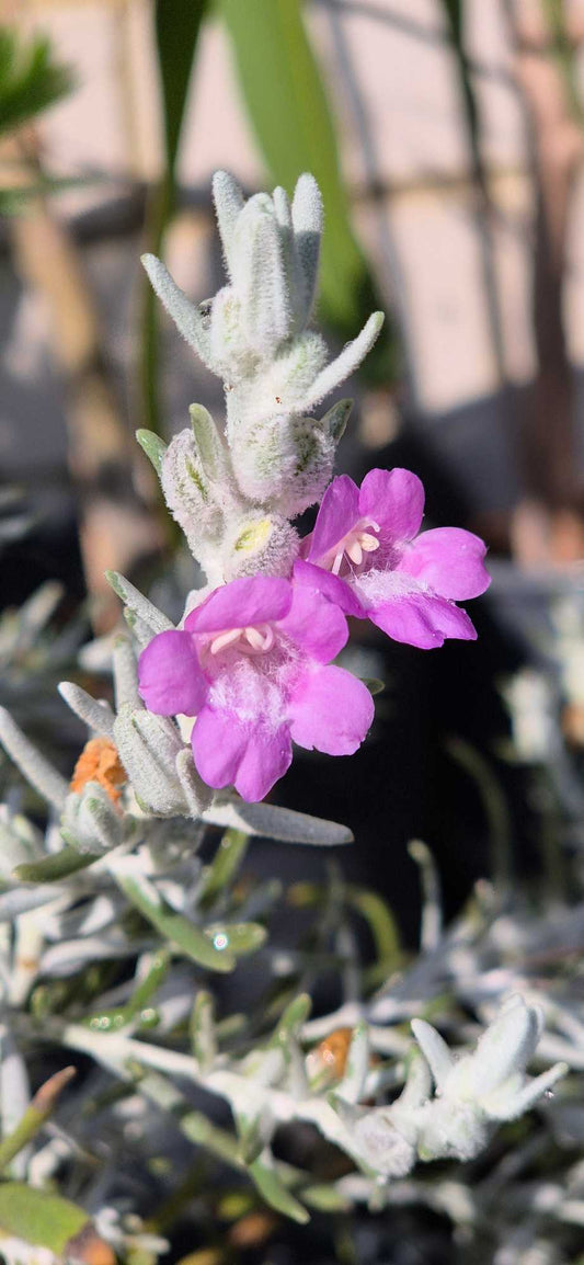 Eremophila nivea 'Pink Pearl'