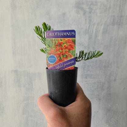 Calothamnus quadrifidus prostrate