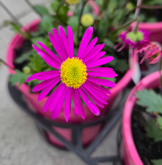 Brachyscome 'Fresco Candy' - Native Daisy