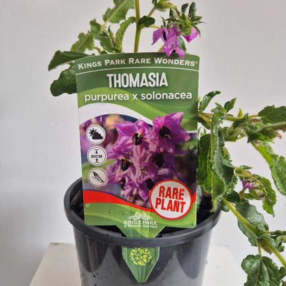 Thomasia purpurea x solonacea