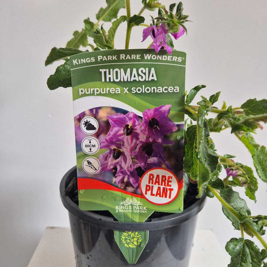 Thomasia purpurea x solonacea