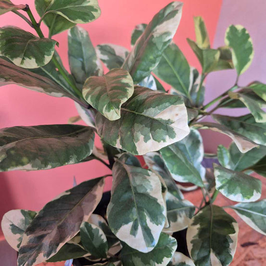 Pisonia brunonianum variegated