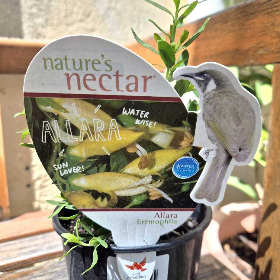 Eremophila maculata 'Allara'