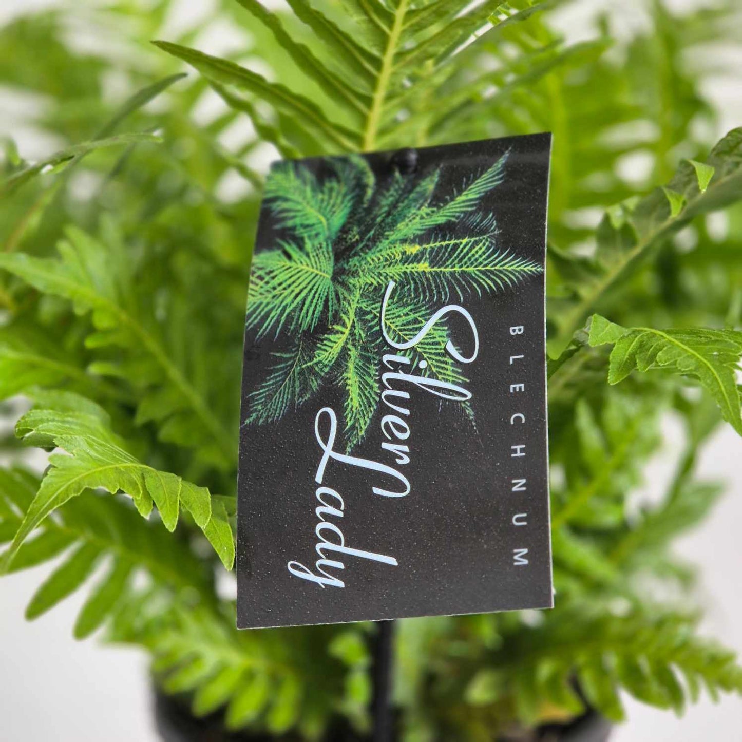 Blechnum Silver Lady