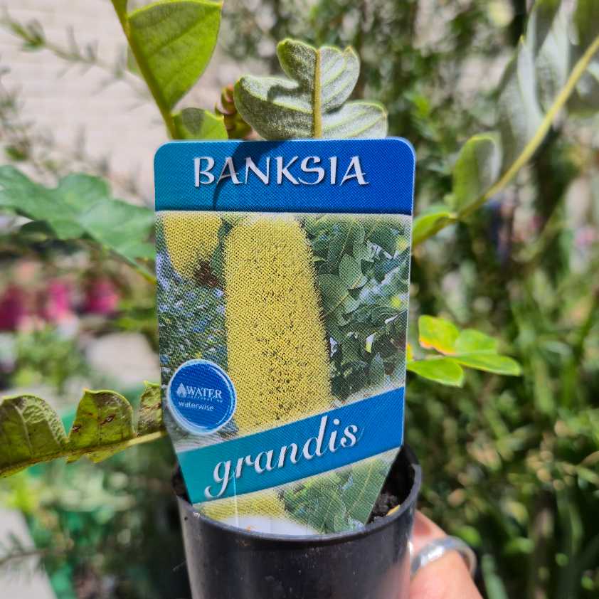 Bull Banksia | Banksia grandis
