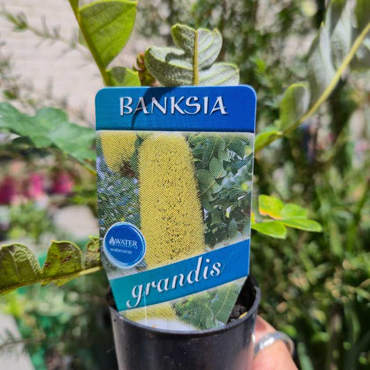 Bull Banksia | Banksia grandis