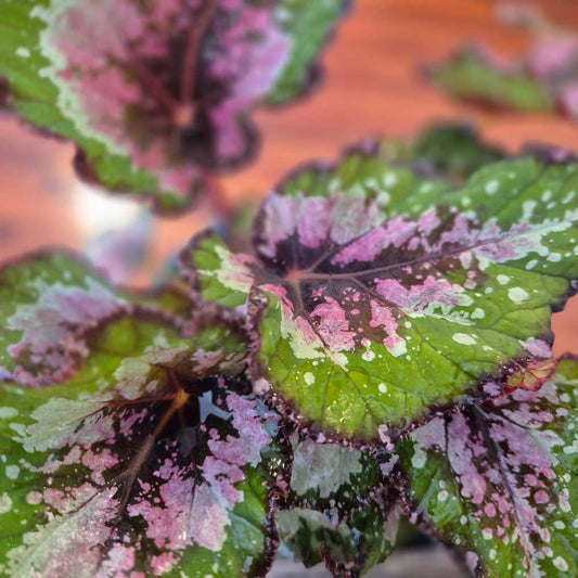 Begonia 'Alaska Creek'