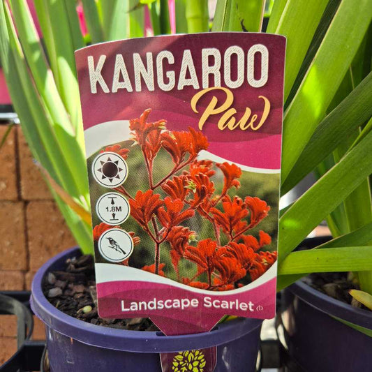 Anigozanthos 'Landscape Scarlet'