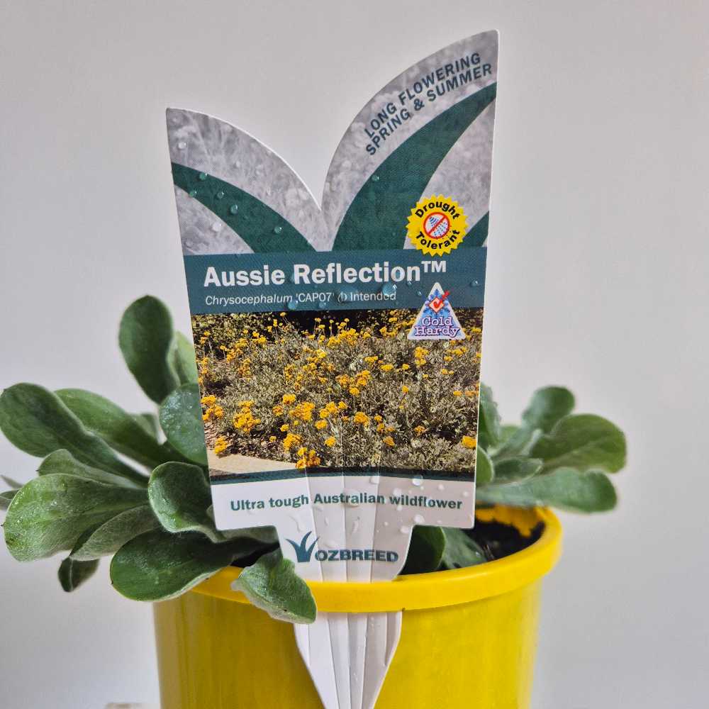 Chryscephalum 'Aussie Reflection'